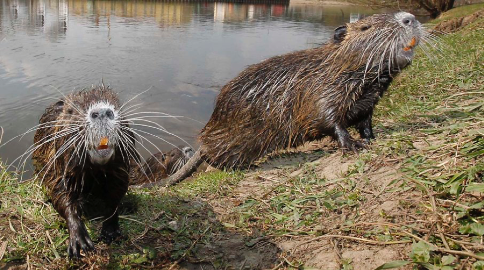 nutria