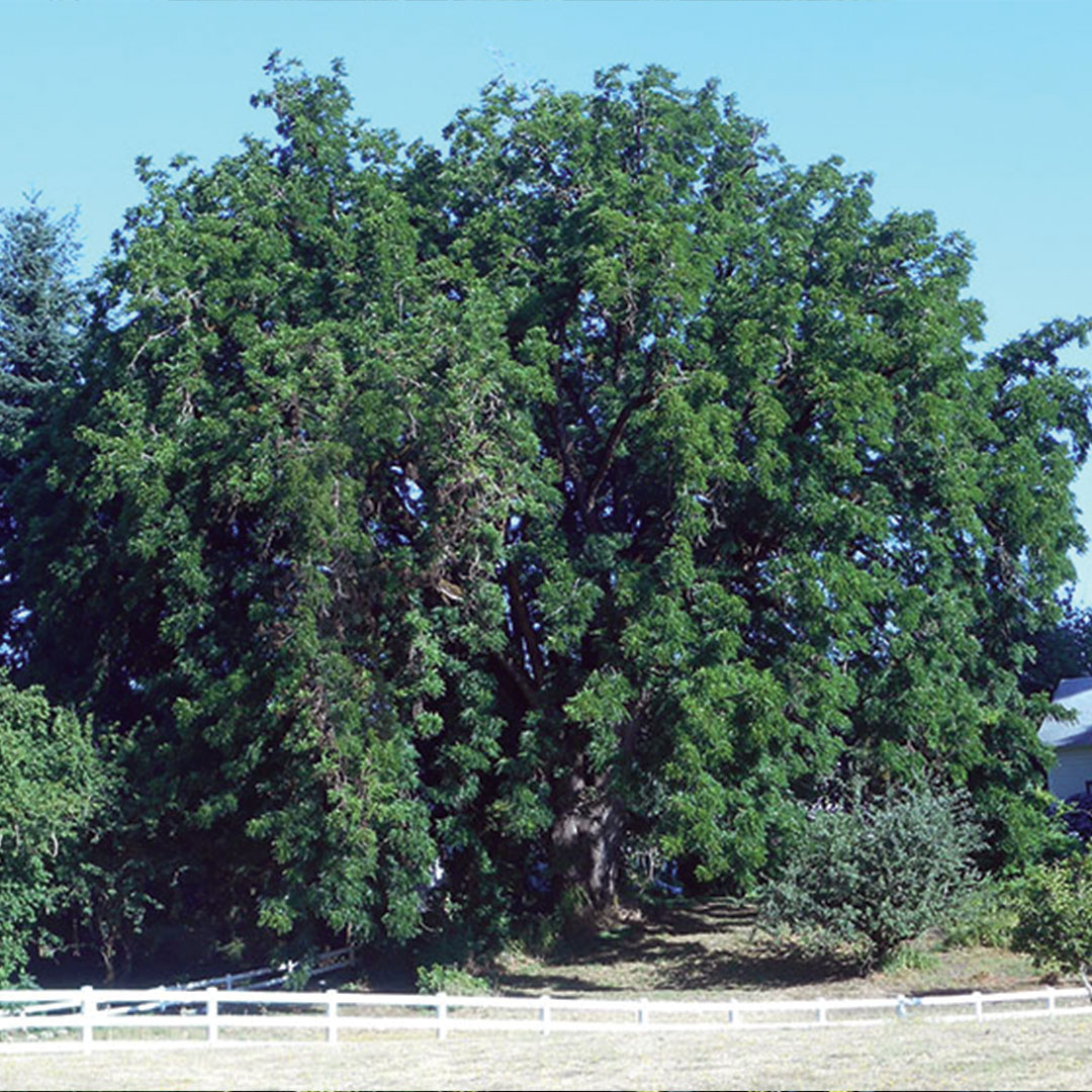 black walnut