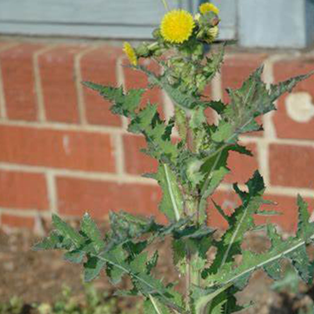 spiny sowthistle